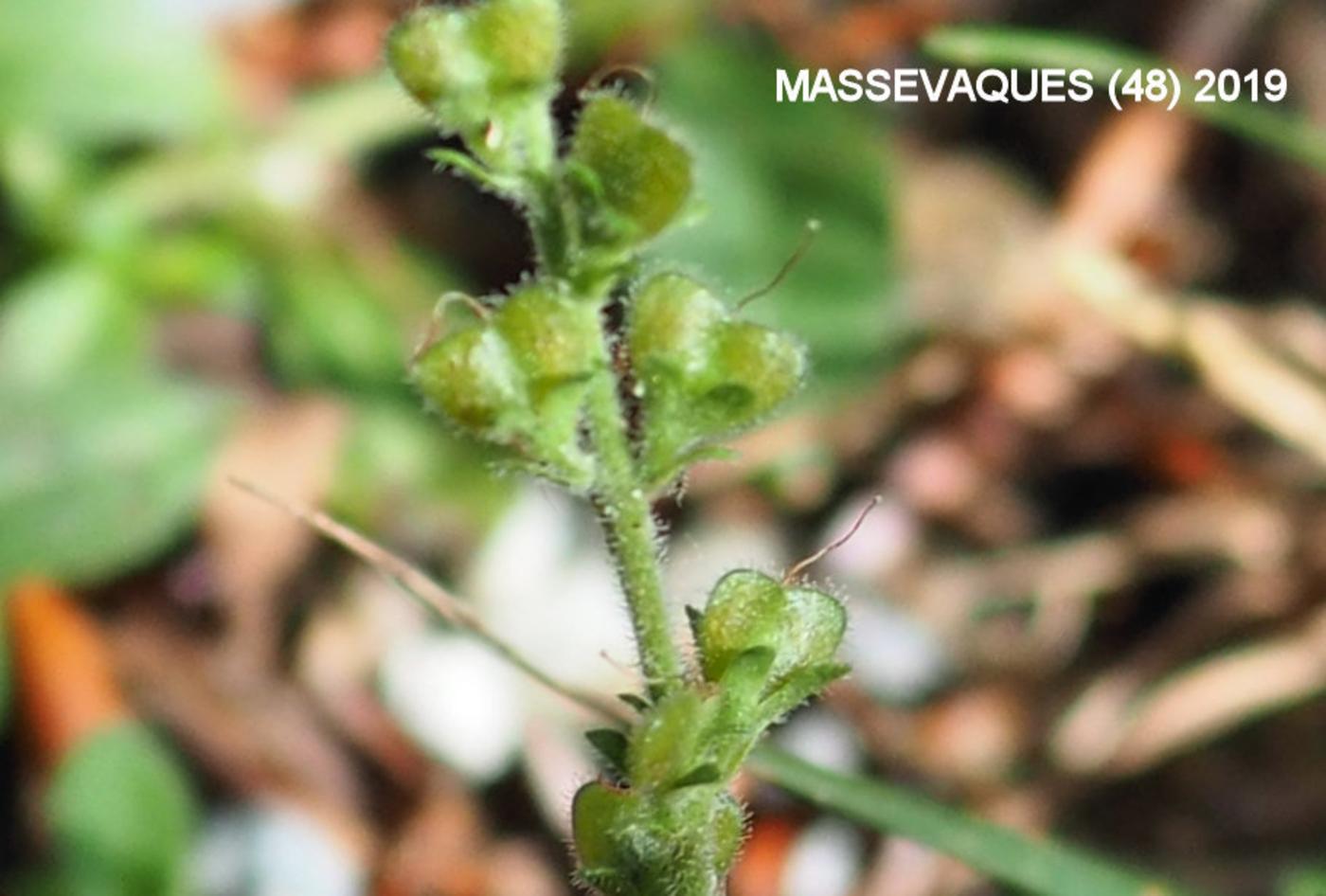 Speedwell, Common fruit